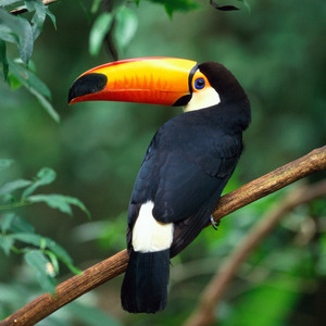 Fundraising Page: Loreli Rowe